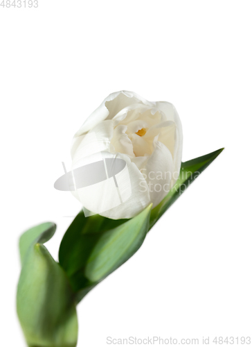 Image of Close up of beautiful tulip isolated on white background