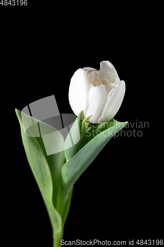 Image of Close up of beautiful tulip isolated on black background