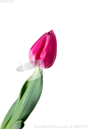 Image of Close up of beautiful tulip isolated on white background