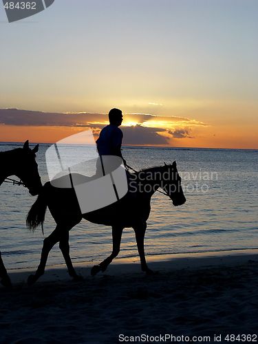 Image of Horses on the beach