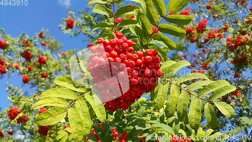 Image of Branches of mountain ash with bright red berries