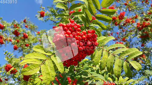 Image of Branches of mountain ash with bright red berries