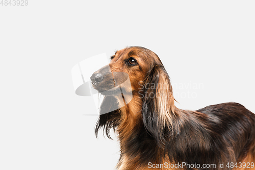 Image of Cute puppy, dachshund dog posing isolated over white background