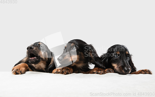 Image of Cute puppies, dachshund dogs posing isolated over white background