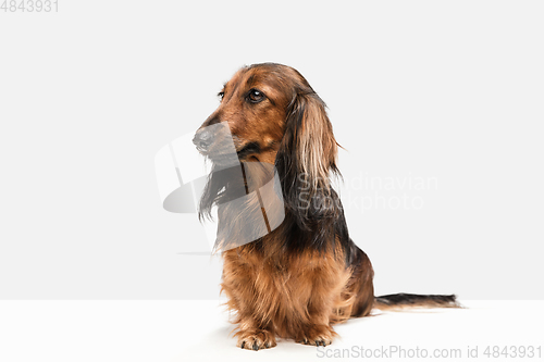 Image of Cute puppy, dachshund dog posing isolated over white background