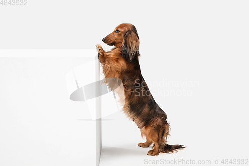 Image of Cute puppy, dachshund dog posing isolated over white background