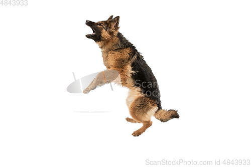 Image of Cute Shepherd dog posing isolated over white background