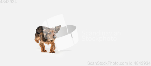 Image of Cute puppy, dachshund dog posing isolated over white background