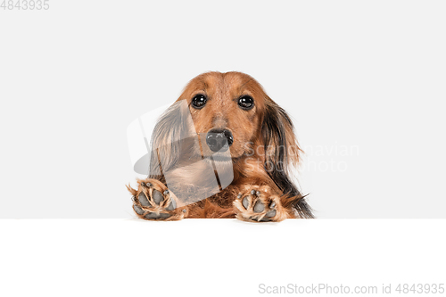 Image of Cute puppy, dachshund dog posing isolated over white background