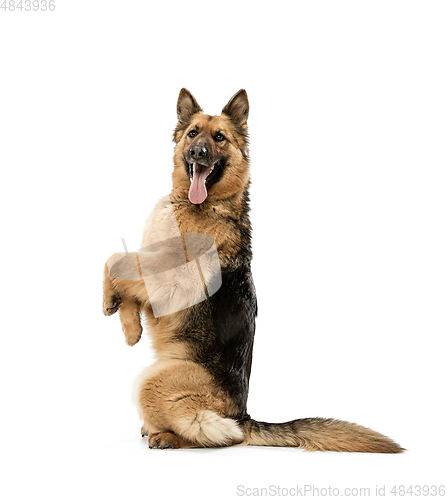 Image of Cute Shepherd dog posing isolated over white background