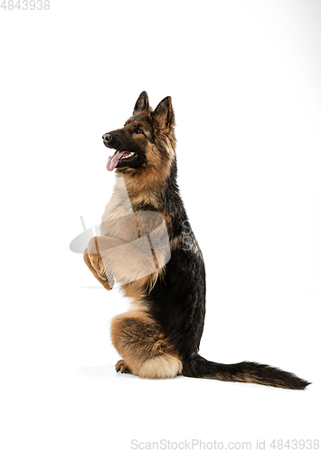 Image of Cute Shepherd dog posing isolated over white background