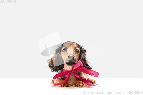 Image of Cute puppy, dachshund dog posing isolated over white background