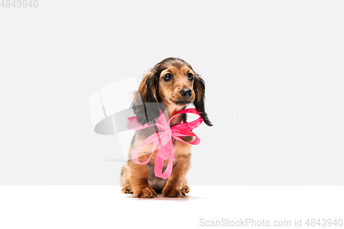 Image of Cute puppy, dachshund dog posing isolated over white background