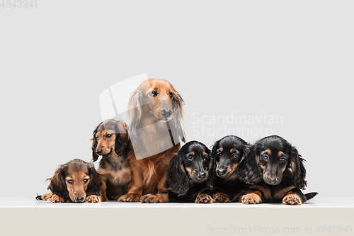 Image of Cute puppies, dachshund dogs posing isolated over white background