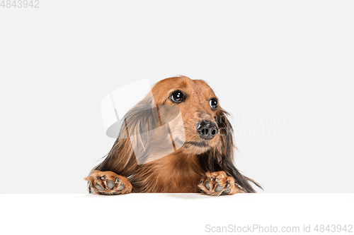 Image of Cute puppy, dachshund dog posing isolated over white background