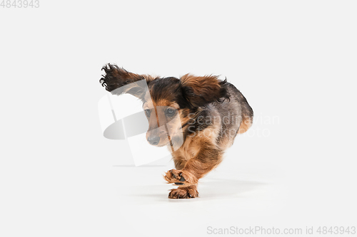 Image of Cute puppy, dachshund dog posing isolated over white background