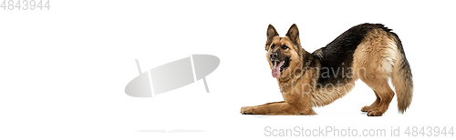 Image of Cute Shepherd dog posing isolated over white background