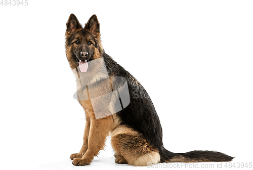 Image of Cute Shepherd dog posing isolated over white background