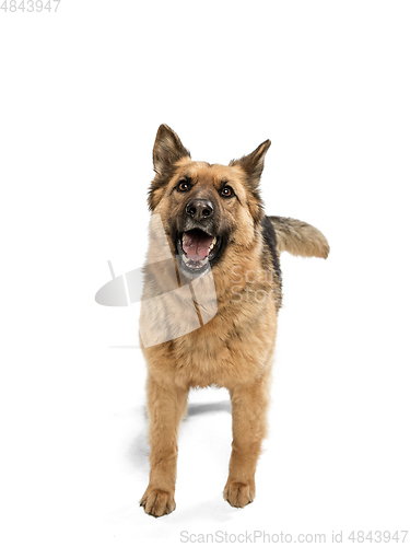 Image of Cute Shepherd dog posing isolated over white background