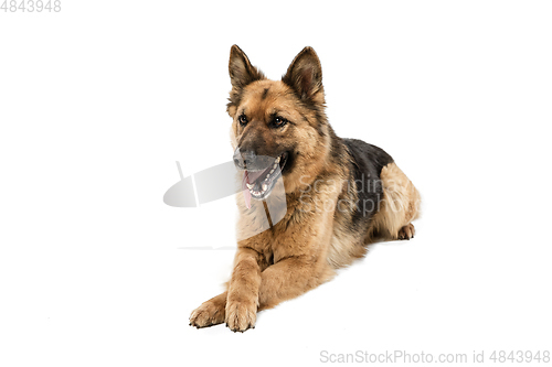 Image of Cute Shepherd dog posing isolated over white background