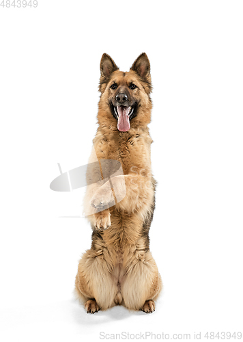 Image of Cute Shepherd dog posing isolated over white background