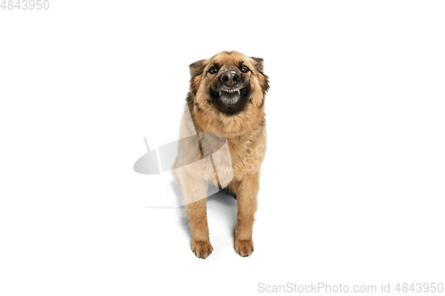 Image of Cute Shepherd dog posing isolated over white background