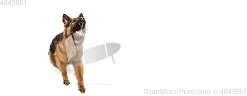 Image of Cute Shepherd dog posing isolated over white background