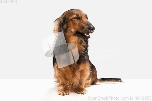 Image of Cute puppy, dachshund dog posing isolated over white background