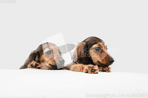 Image of Cute puppies, dachshund dogs posing isolated over white background