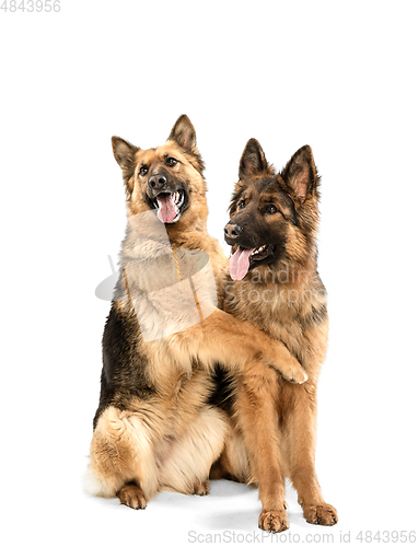 Image of Cute Shepherd dogs posing isolated over white background