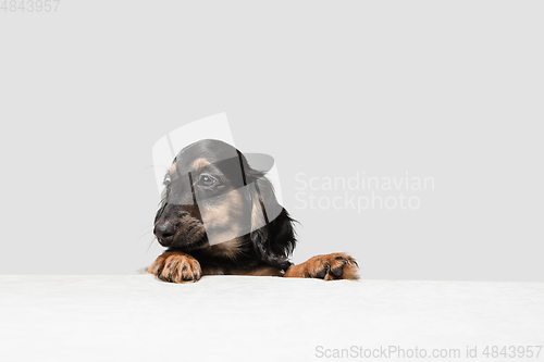 Image of Cute puppy, dachshund dog posing isolated over white background