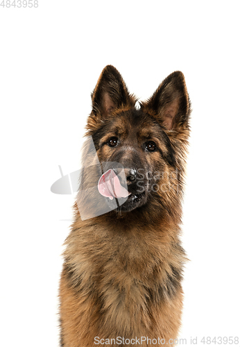 Image of Cute Shepherd dog posing isolated over white background