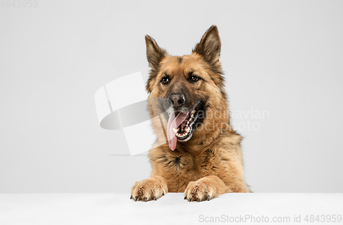 Image of Cute Shepherd dog posing isolated over white background