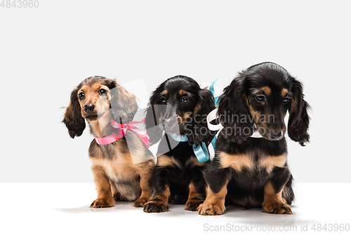 Image of Cute puppies, dachshund dogs posing isolated over white background