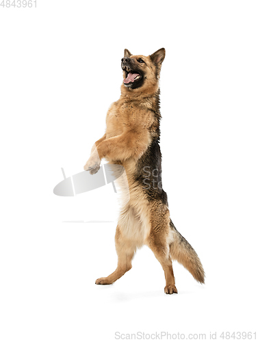 Image of Cute Shepherd dog posing isolated over white background