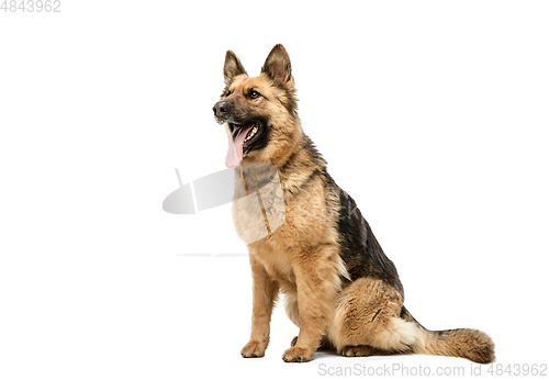 Image of Cute Shepherd dog posing isolated over white background