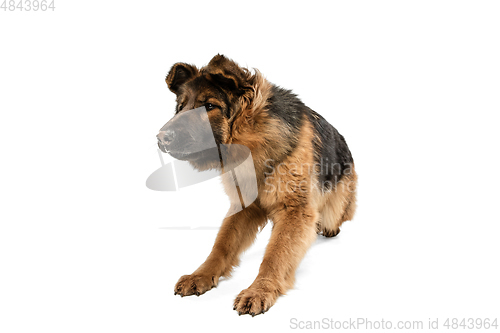 Image of Cute Shepherd dog posing isolated over white background