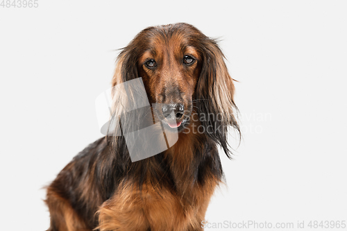 Image of Cute puppy, dachshund dog posing isolated over white background