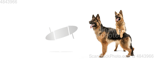 Image of Cute Shepherd dogs posing isolated over white background