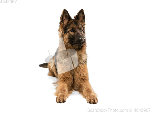 Image of Cute Shepherd dog posing isolated over white background