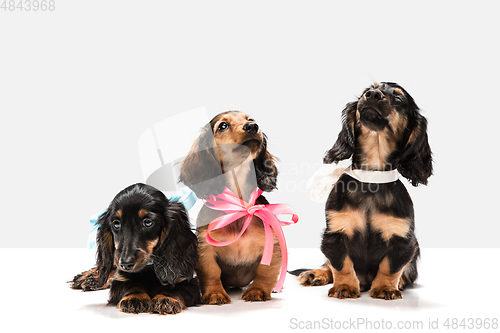 Image of Cute puppies, dachshund dogs posing isolated over white background