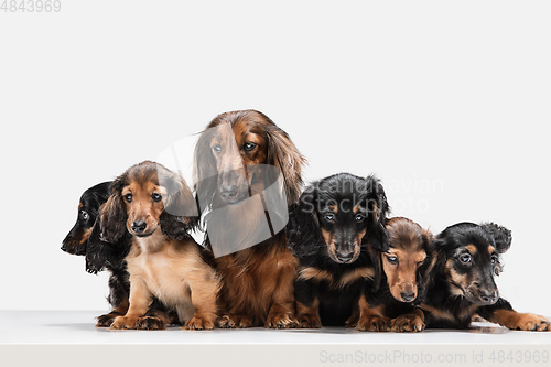 Image of Cute puppies, dachshund dogs posing isolated over white background