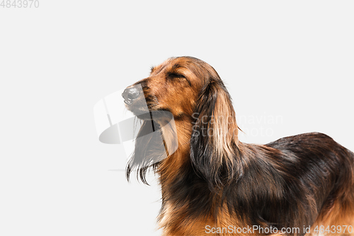 Image of Cute puppy, dachshund dog posing isolated over white background