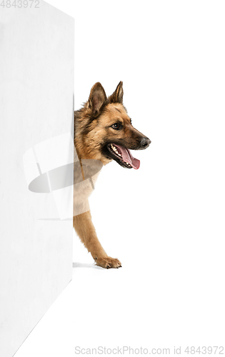 Image of Cute Shepherd dog posing isolated over white background