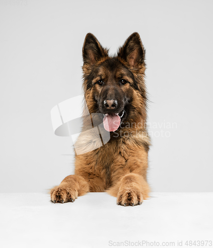 Image of Cute Shepherd dog posing isolated over white background