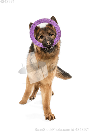 Image of Cute Shepherd dog posing isolated over white background