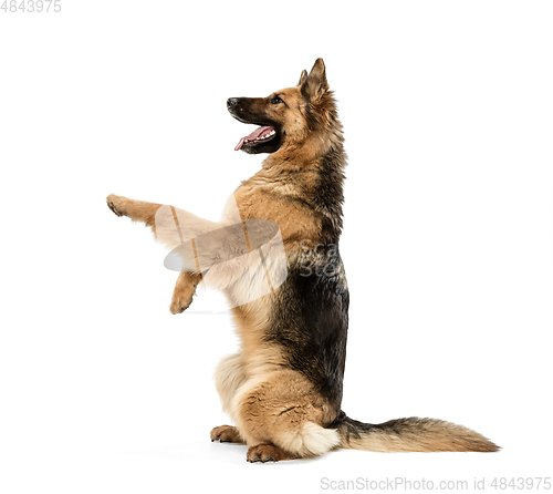 Image of Cute Shepherd dog posing isolated over white background