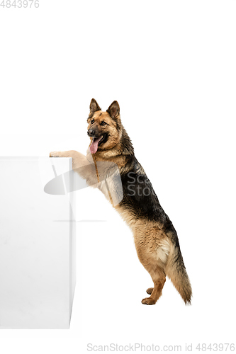 Image of Cute Shepherd dog posing isolated over white background