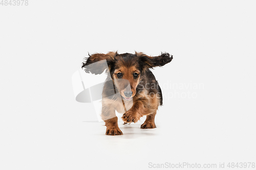 Image of Cute puppy, dachshund dog posing isolated over white background