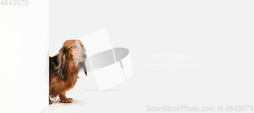 Image of Cute puppy, dachshund dog posing isolated over white background